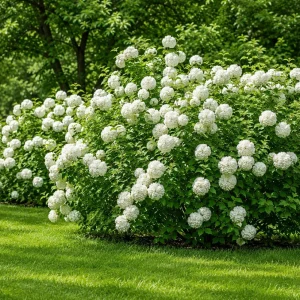 Set of 2 Snowball Viburnum Bush Live Starter Plants, 6-10 Inch Tall, 2.5 Inch Pot, White Blooms - Image 6