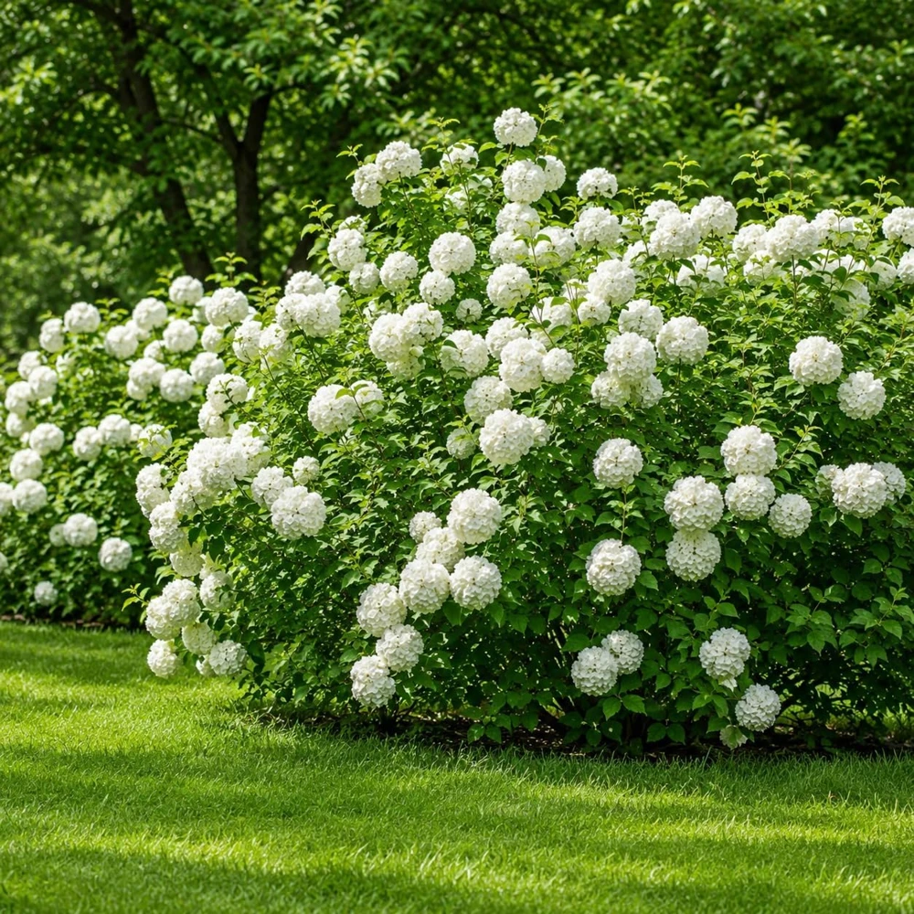 Set of 2 Snowball Viburnum Bush Live Starter Plants, 6-10 Inch Tall, 2.5 Inch Pot, White Blooms - Image 6
