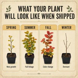 Set of 2 Snowball Viburnum Bush Live Starter Plants, 6-10 Inch Tall, 2.5 Inch Pot, White Blooms - Image 7