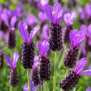 Set of 2 Spanish Lavender Live Plants, Purple Fragrant Flowers, 2-4 Inch Tall, Indoor/Outdoor Perennial - Image 3