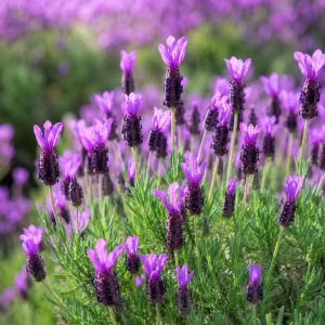 Set of 2 Spanish Lavender Live Plants, Purple Fragrant Flowers, 2-4 Inch Tall, Indoor/Outdoor Perennial - Image 4