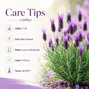 Set of 2 Spanish Lavender Live Plants, Purple Fragrant Flowers, 2-4 Inch Tall, Indoor/Outdoor Perennial - Image 5