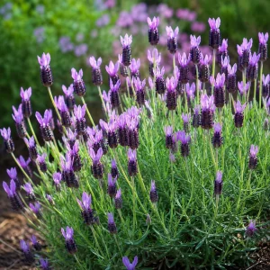 Set of 2 Spanish Lavender Live Plants, Purple Fragrant Flowers, 2-4 Inch Tall, Indoor/Outdoor Perennial - Image 7