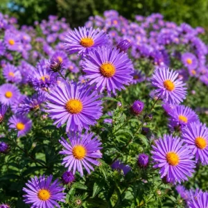 Set of 2 Tahoka Daisy Live Plants, Purple Aster Flower, 3-5 Inch Tall - Image 6