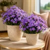 Set of 2 Tahoka Daisy Live Plants, Purple Aster Flower, 3-5 Inch Tall - Image 1