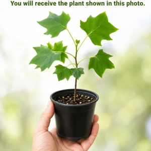 Set of 2 Tulip Poplar Trees Live Plant, 6-12 Inch Tall Seedlings, Quart Pot - Image 2