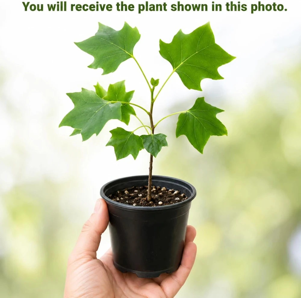 Set of 2 Tulip Poplar Trees Live Plant, 6-12 Inch Tall Seedlings, Quart Pot - Image 2