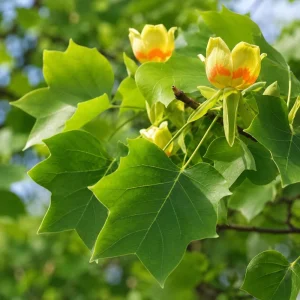 Set of 2 Tulip Poplar Trees Live Plant, 6-12 Inch Tall Seedlings, Quart Pot - Image 5