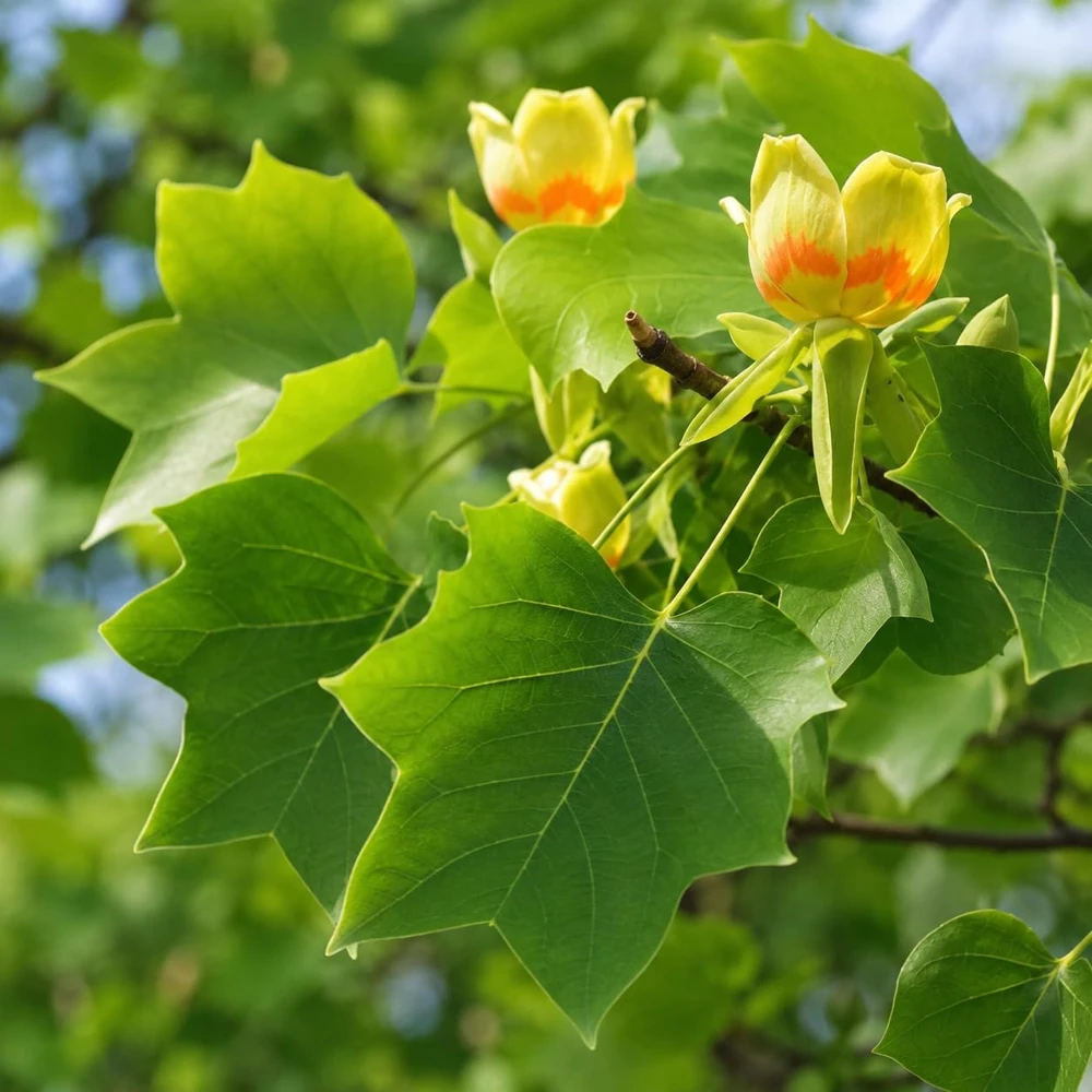 Set of 2 Tulip Poplar Trees Live Plant, 6-12 Inch Tall Seedlings, Quart Pot - Image 5