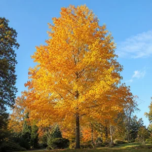 Set of 2 Tulip Poplar Trees Live Plant, 6-12 Inch Tall Seedlings, Quart Pot - Image 7