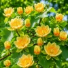 Set of 2 Tulip Poplar Trees Live Plant, 6-12 Inch Tall Seedlings, Quart Pot - Image 1