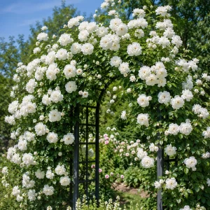 Set of 2 White Climbing Roses Live Plants - Fragrant Perennial Bush, 2-4 Inch Tall - Image 6