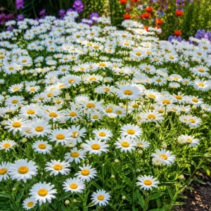 Set of 2 White Daisy Live Plants – Aster Flower for Garden, 3-5 Inch Tall - Image 5