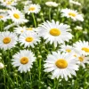 Set of 2 White Daisy Live Plants – Aster Flower for Garden, 3-5 Inch Tall - Image 1
