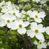Set of 2 White Dogwood Live Plants, Flowering Ornamental Tree, 6-12 Inch Tall, Quart Pot, Outdoor - Image 1
