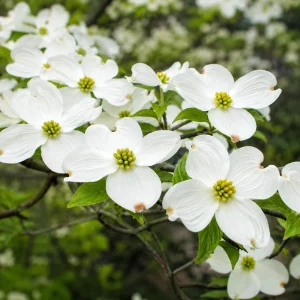 Set of 2 White Dogwood Live Plants, Flowering Ornamental Tree, 6-12 Inch Tall, Quart Pot, Outdoor - Image 1