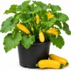 Set of 2 Yellow Summer Squash Live Plants, 4-6 Inch Zucchini Starter Seedlings for Outdoor Garden - Image 1