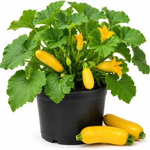 Set of 2 Yellow Summer Squash Live Plants, 4-6 Inch Zucchini Starter Seedlings for Outdoor Garden - Image 1