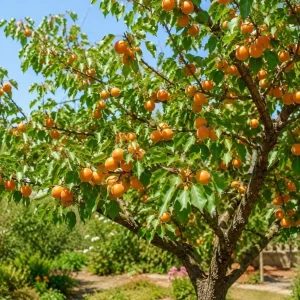 Set of 4 Apricot Trees - 1-2 Ft Bare Root Live Plants for Yard & Garden - Image 2
