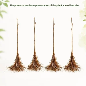 Set of 4 Apricot Trees - 1-2 Ft Bare Root Live Plants for Yard & Garden - Image 3