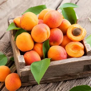 Set of 4 Apricot Trees - 1-2 Ft Bare Root Live Plants for Yard & Garden - Image 6