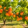 Set of 4 Apricot Trees - 1-2 Ft Bare Root Live Plants for Yard & Garden - Image 1