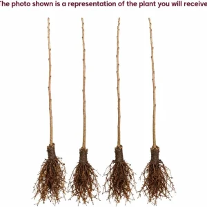 Set of 4 Black Cherry Live Trees, 1-2 ft Tall Bare Root Plants, Outdoor Fruit Trees - Image 5