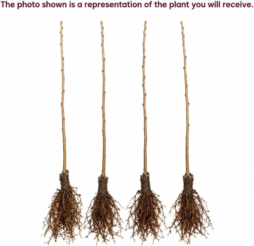 Set of 4 Black Cherry Live Trees, 1-2 ft Tall Bare Root Plants, Outdoor Fruit Trees - Image 5