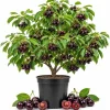 Set of 4 Black Cherry Live Trees, 1-2 ft Tall Bare Root Plants, Outdoor Fruit Trees - Image 1