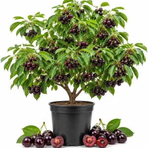 Set of 4 Black Cherry Live Trees, 1-2 ft Tall Bare Root Plants, Outdoor Fruit Trees - Image 1