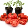 Set of 4 Mix Tomato Live Plants – 3-5 Inch Starter Vegetable Plants in 4 Inch Pots - Image 1