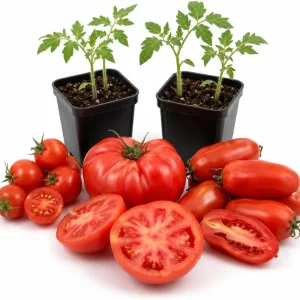 Set of 4 Mix Tomato Live Plants – 3-5 Inch Starter Vegetable Plants in 4 Inch Pots - Image 1