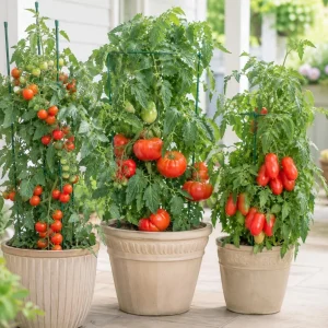 Set of 4 Mixed Tomato Live Plants - 3-5 Inch Seedlings in 4 Inch Pots for Garden - Image 6