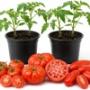 Set of 4 Mixed Tomato Live Plants - 3-5 Inch Seedlings in 4 Inch Pots for Garden - Image 1