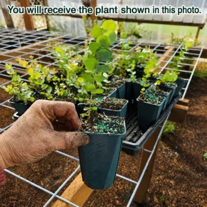 Silver Dollar Eucalyptus Live Plant, Fragrant Baby Blue, 5-8 Inch Tall, 5 Inch Pot - Image 2