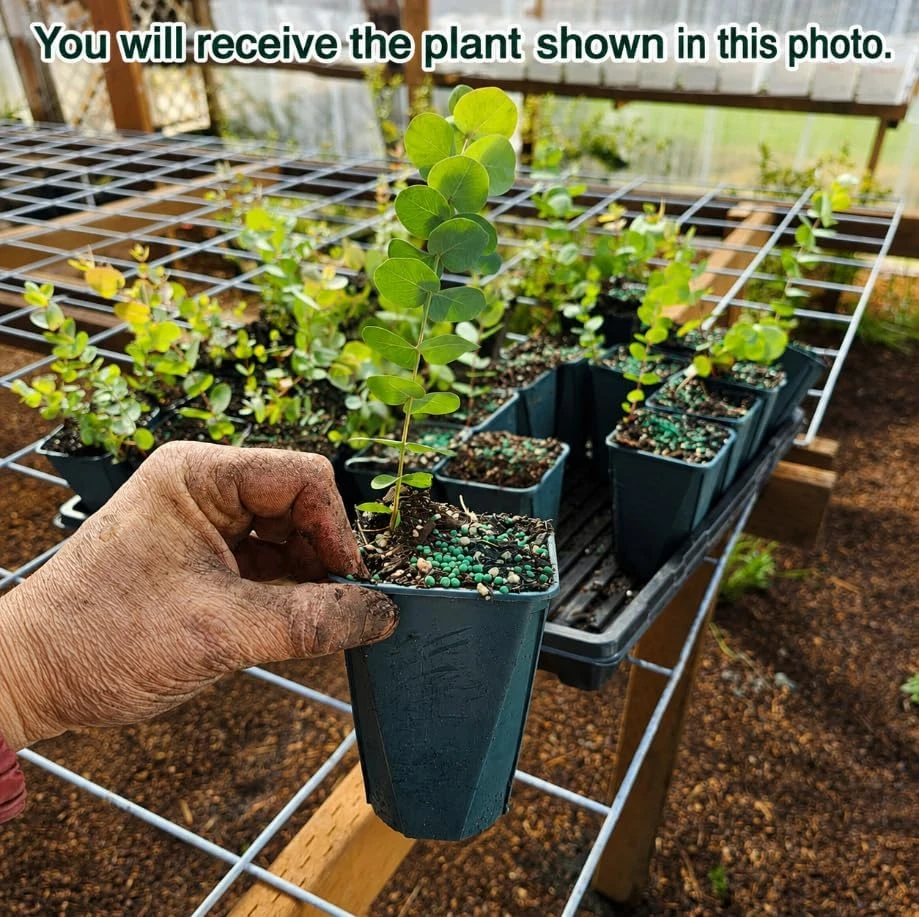 Silver Dollar Eucalyptus Live Plant, Fragrant Baby Blue, 5-8 Inch Tall, 5 Inch Pot - Image 2