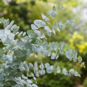 Silver Dollar Eucalyptus Live Plant, Fragrant Baby Blue, 5-8 Inch Tall, 5 Inch Pot - Image 7