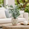 Silver Dollar Eucalyptus Live Plant, Fragrant Baby Blue, 5-8 Inch Tall, 5 Inch Pot - Image 1