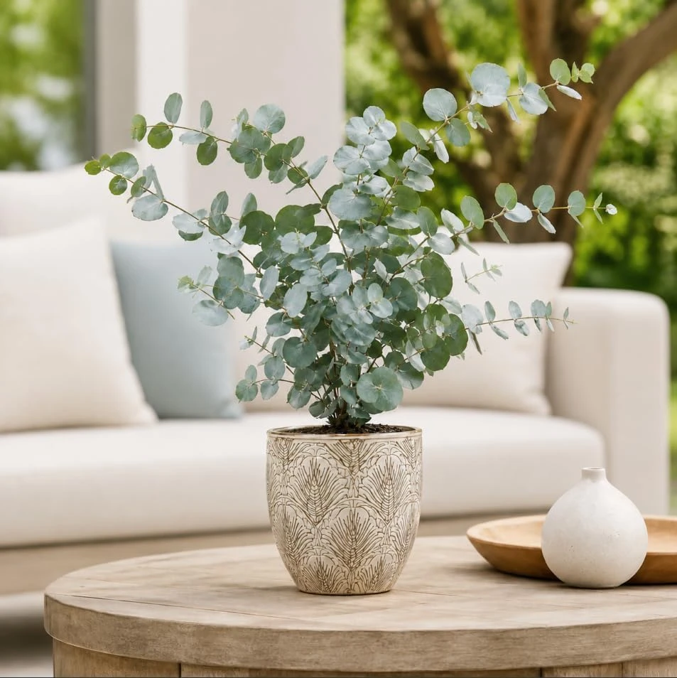 Silver Dollar Eucalyptus Live Plant, Fragrant Baby Blue, 5-8 Inch Tall, 5 Inch Pot - Image 1