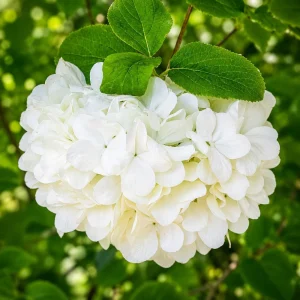 Snowball Viburnum Live Plant, White Flowering Bush, 2.5 Inch Pot, 6-12 Inch Tall - Image 3