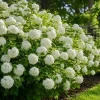 Snowball Viburnum Live Plant, White Flowering Bush, 2.5 Inch Pot, 6-12 Inch Tall - Image 1
