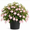 Soft Pink Fuchsia Live Plant - 4-6 inch Tall, 6 Inch Pot, Pink Flowers - Image 1