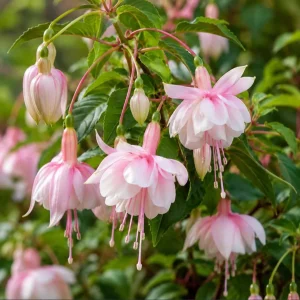 Soft Pink Fuchsia Live Plant - 4-6 inch Tall, 6 Inch Pot, Pink Flowers - Image 3