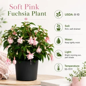 Soft Pink Fuchsia Live Plant - 4-6 inch Tall, 6 Inch Pot, Pink Flowers - Image 4