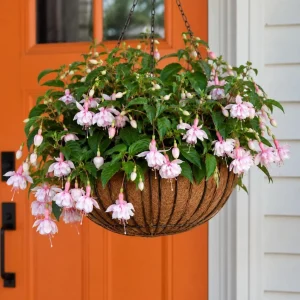 Soft Pink Fuchsia Plant - Live Fuchsia Tree, 4-6 inch Tall, 6 Inch Pot - Image 3