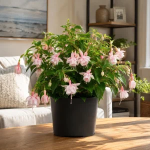 Soft Pink Fuchsia Plant - Live Fuchsia Tree, 4-6 inch Tall, 6 Inch Pot - Image 5