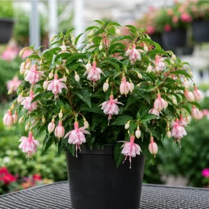 Soft Pink Fuchsia Plant - Live Fuchsia Tree, 4-6 inch Tall, 6 Inch Pot - Image 6