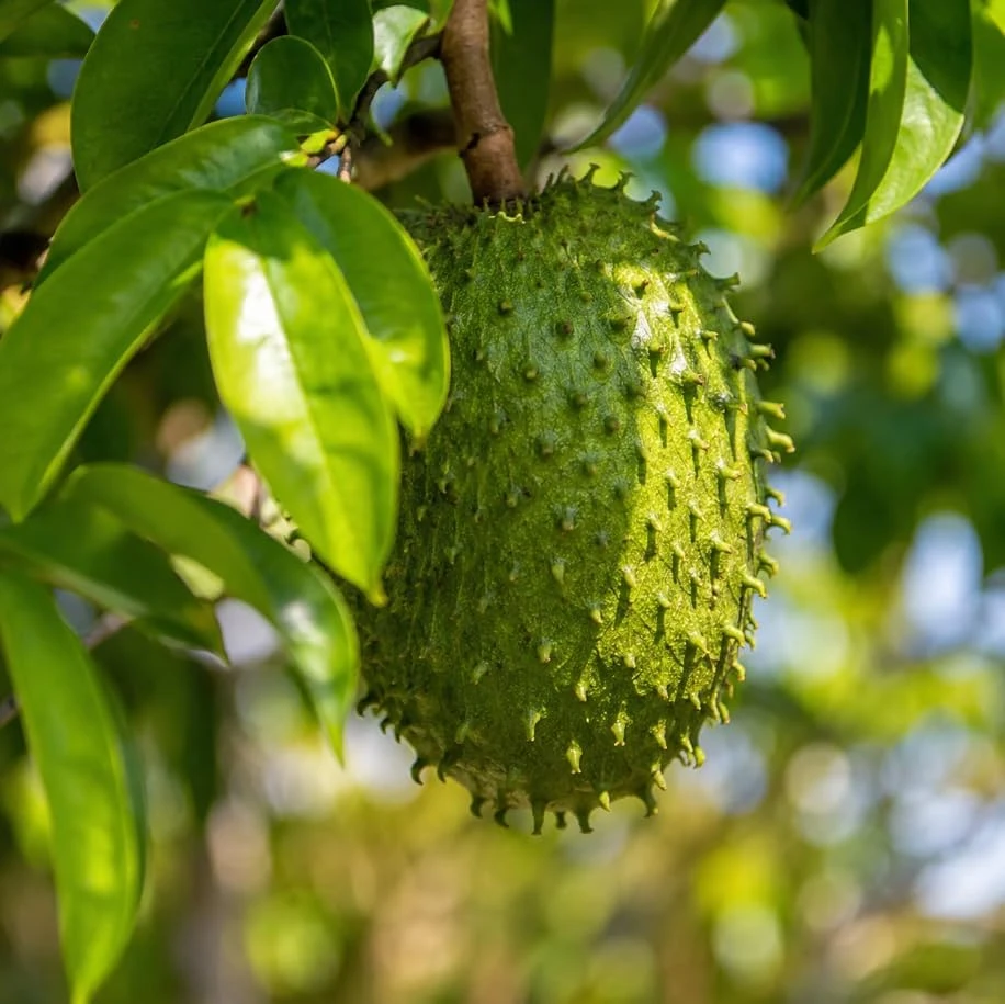 Soursop Live Plant - Guanabana Tropical Fruit Tree - 4-6 Inches Tall in 4 Inch Pot - Image 2