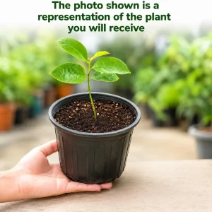 Soursop Live Plant - Guanabana Tropical Fruit Tree - 4-6 Inches Tall in 4 Inch Pot - Image 3
