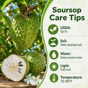 Soursop Live Plant - Guanabana Tropical Fruit Tree - 4-6 Inches Tall in 4 Inch Pot - Image 4